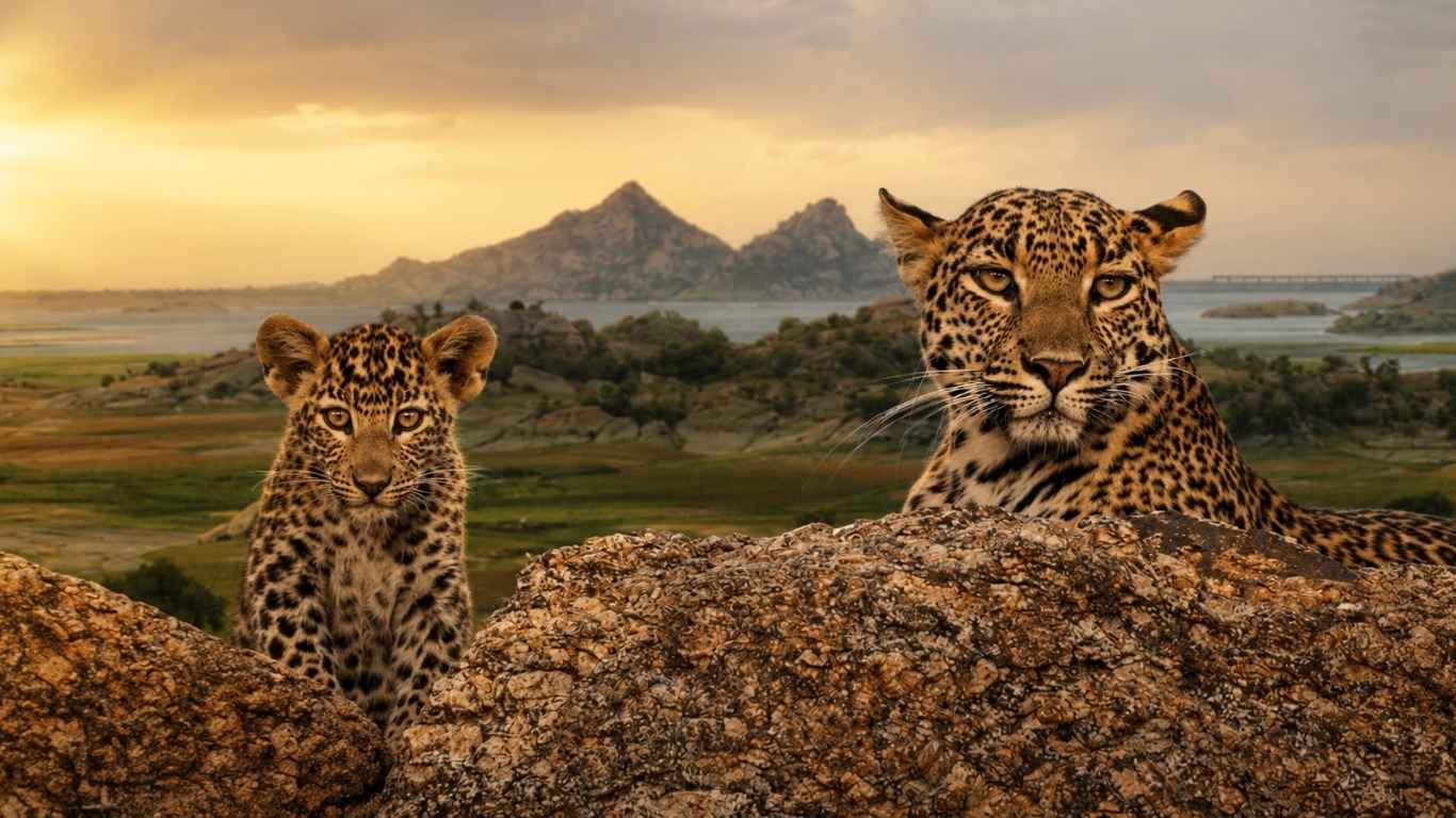 Jaipur to Jawai Leopard Safari One Day Trip
